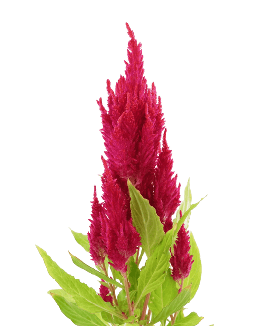 Celosia 'Fresh Look Red' - The Garden Corner
