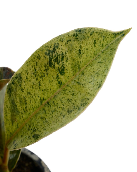 Ficus shivereana 'Moonshine' - The Garden Corner