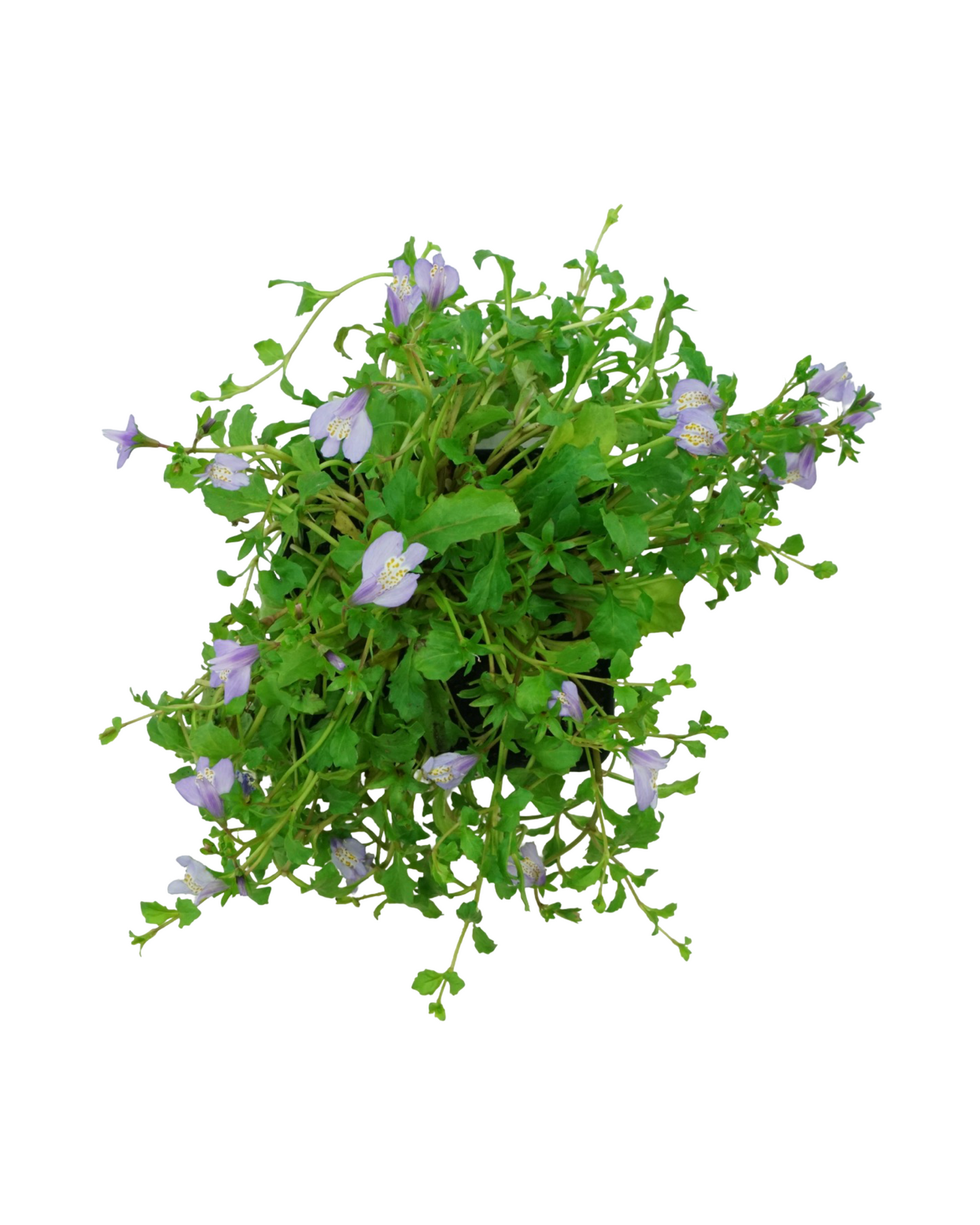 Mazus reptans