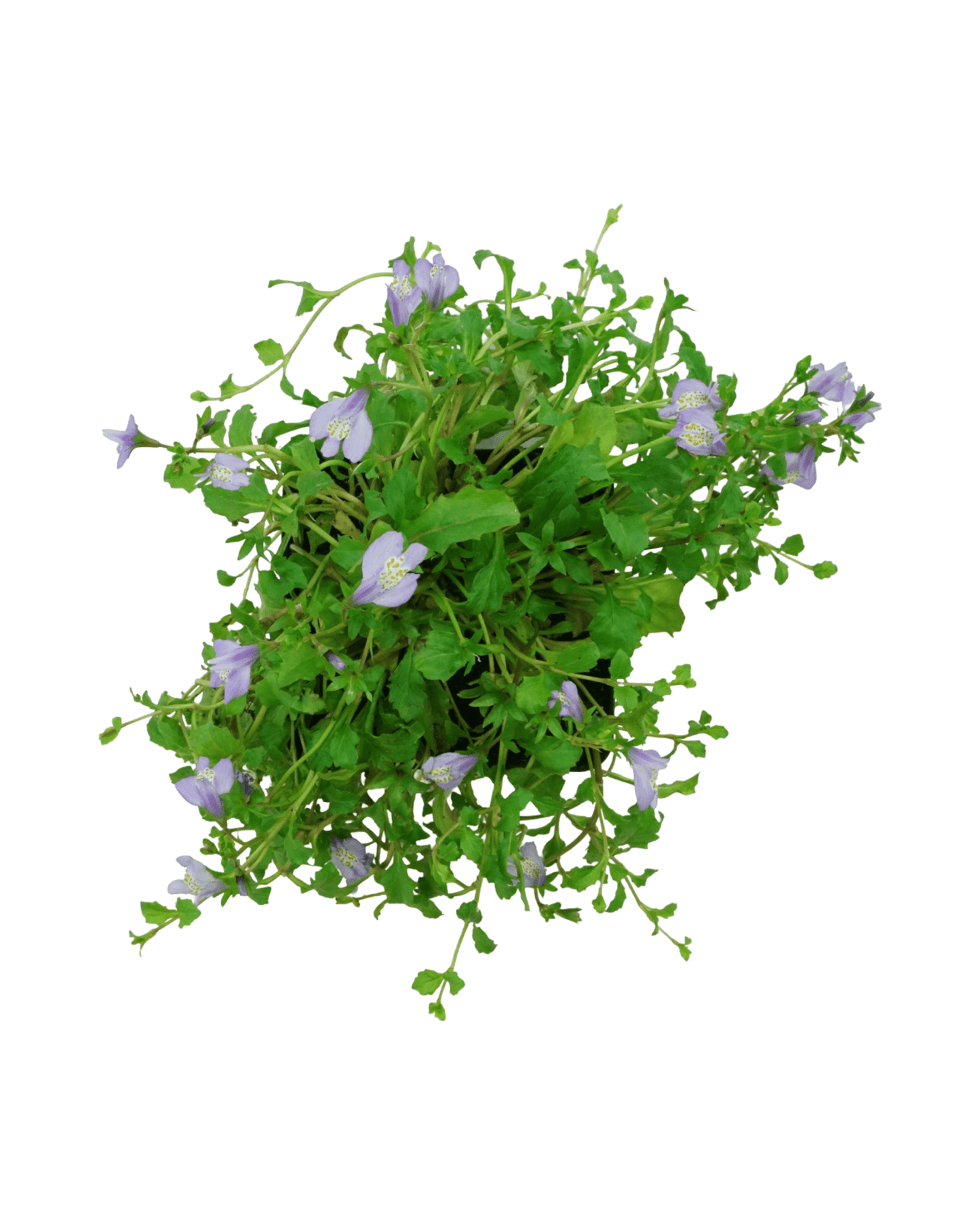 Mazus reptans - The Garden Corner