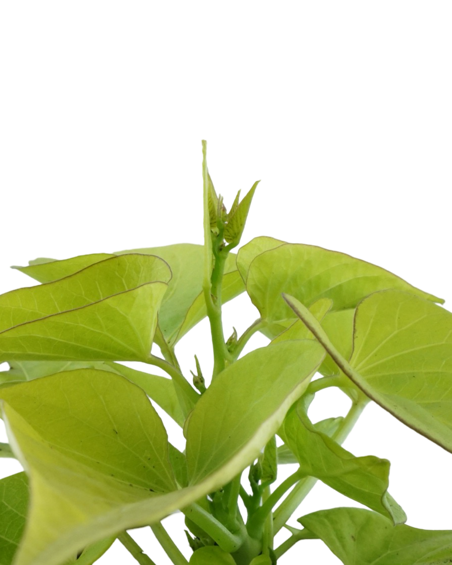 Ipomoea 'Marguerite'