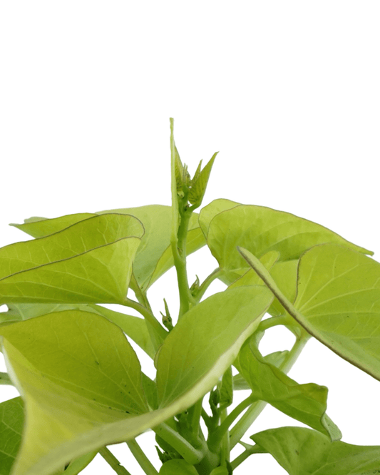 Ipomoea 'Marguerite' - The Garden Corner
