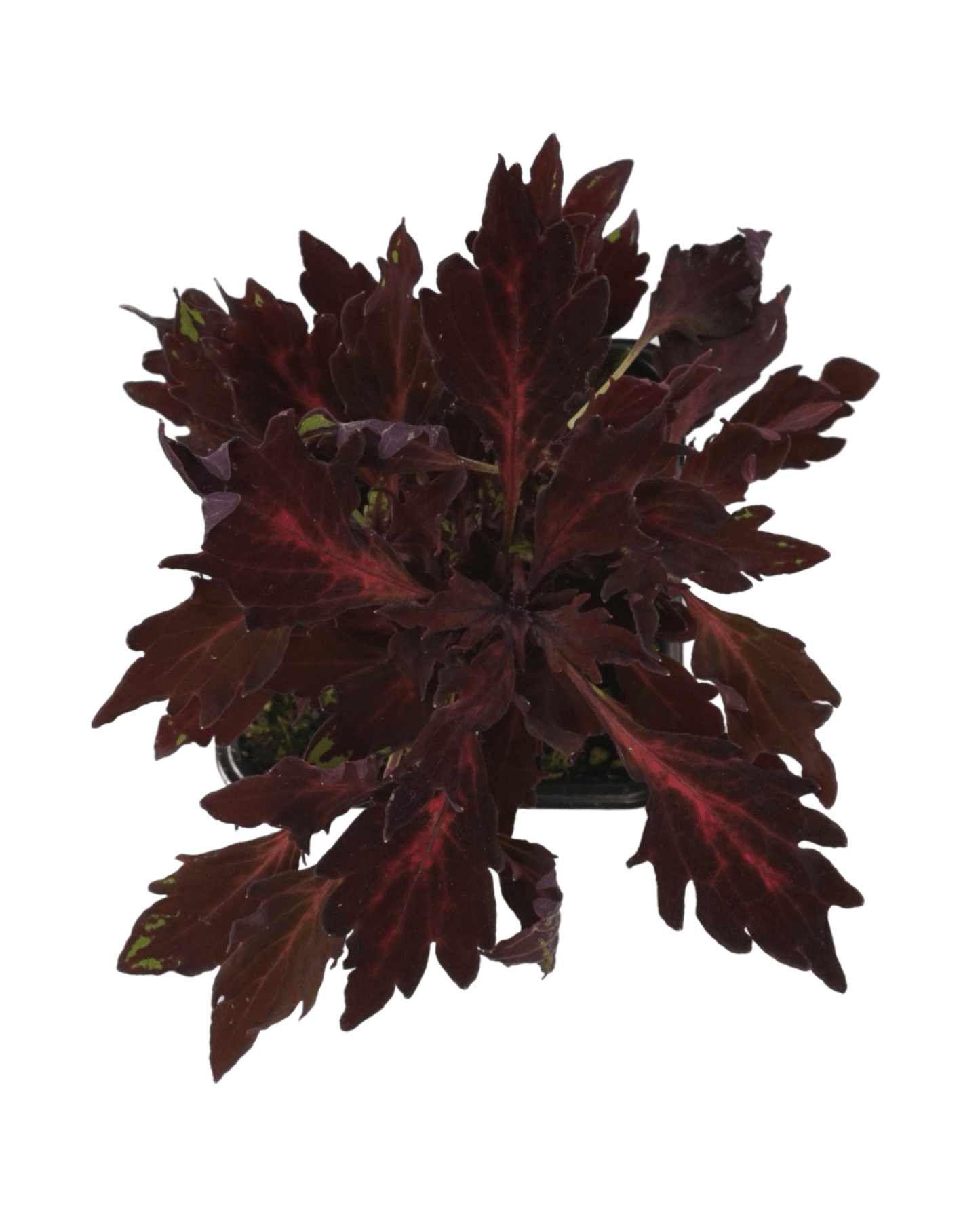 Coleus Flamethrower 'Adobo Pink' - The Garden Corner