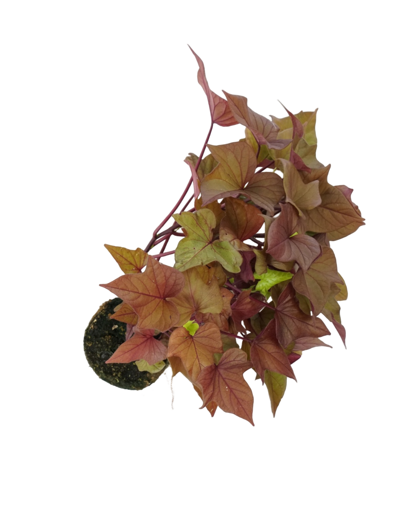 Ipomoea 'Sidekick Bronze Heart'