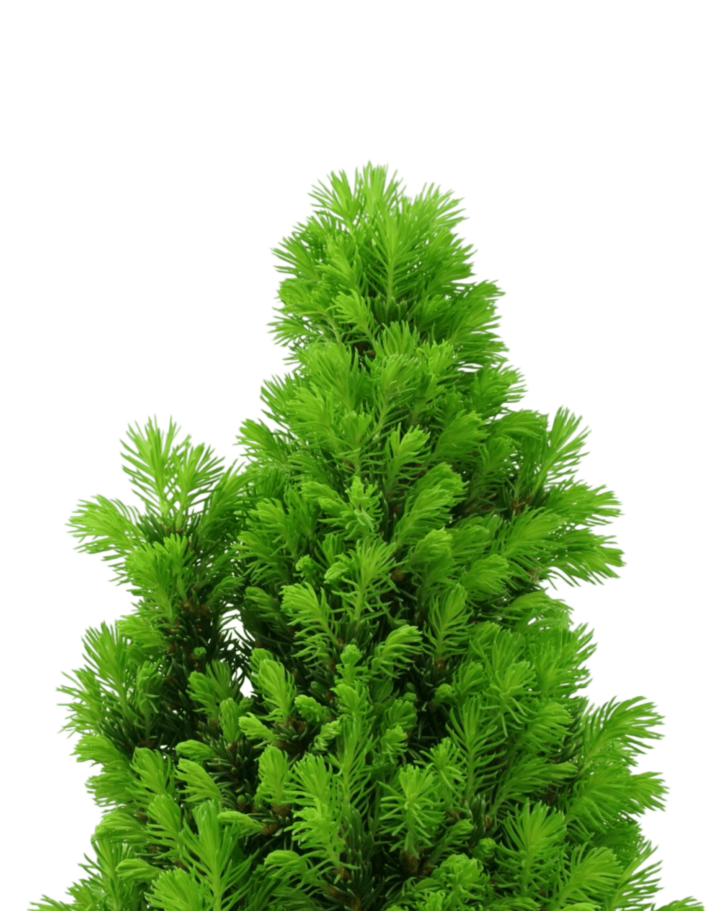 Picea glauca 'Pixie Dust' - The Garden Corner