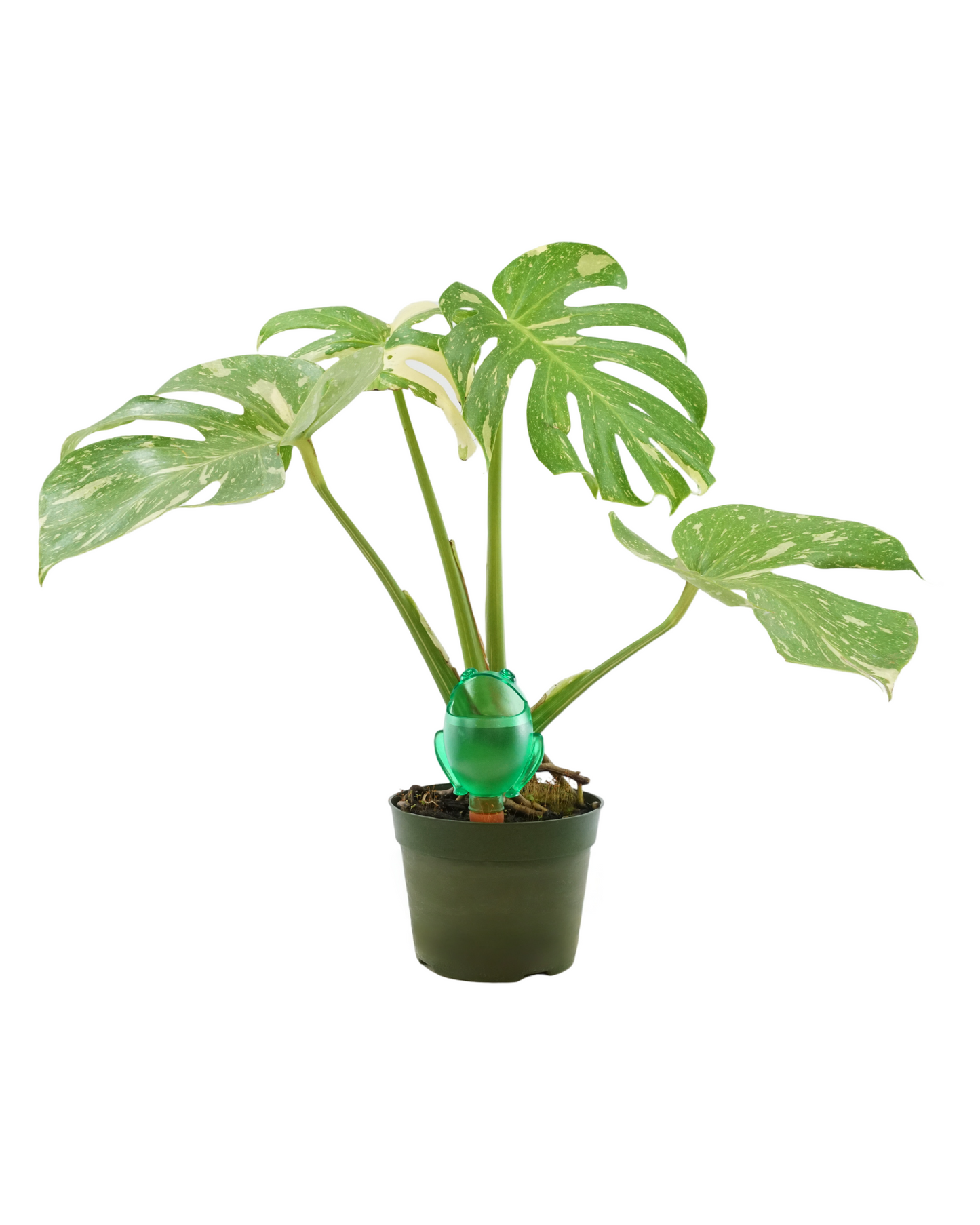 Animal Watering Spike