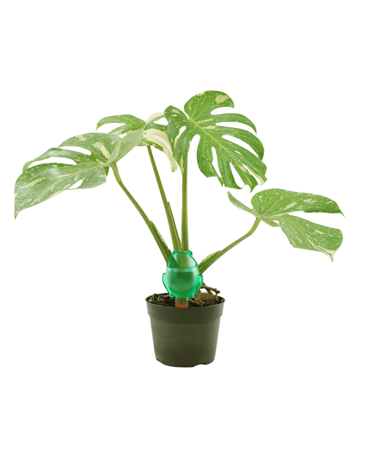 Animal Watering Spike - Outdoor Living