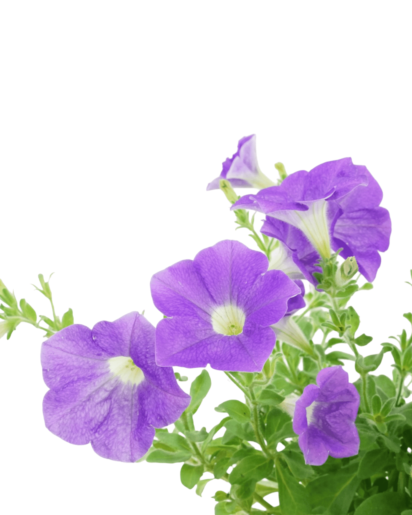 Petunia 'Surfinia Sky Blue' - The Garden Corner