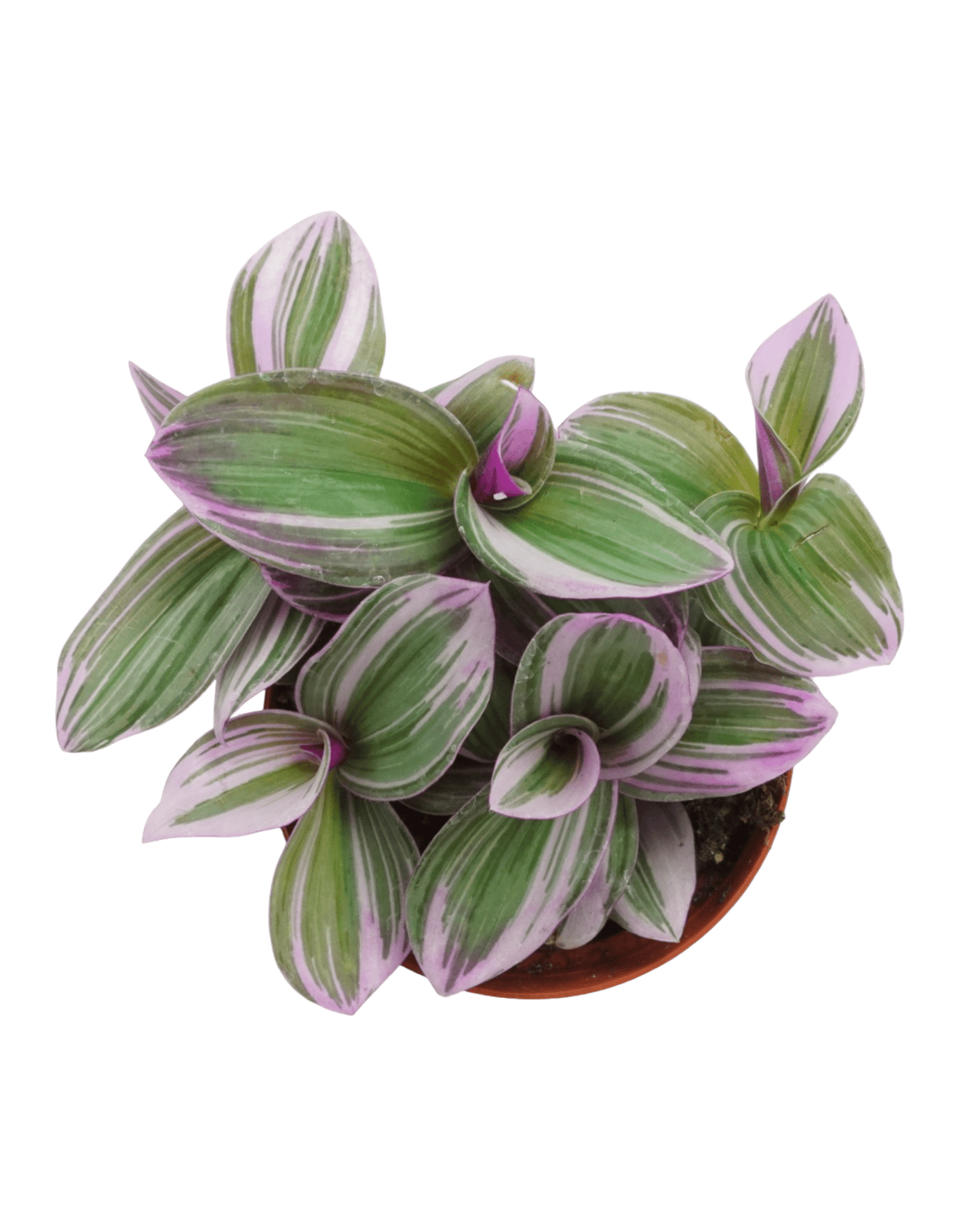 Tradescantia fluminensis 'Nanouk' - The Garden Corner