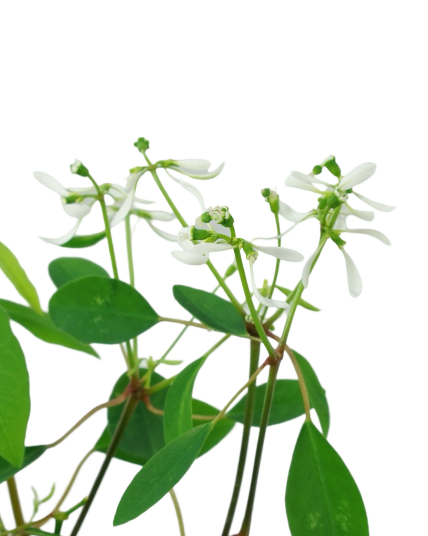Euphorbia Breathless® ‘White’