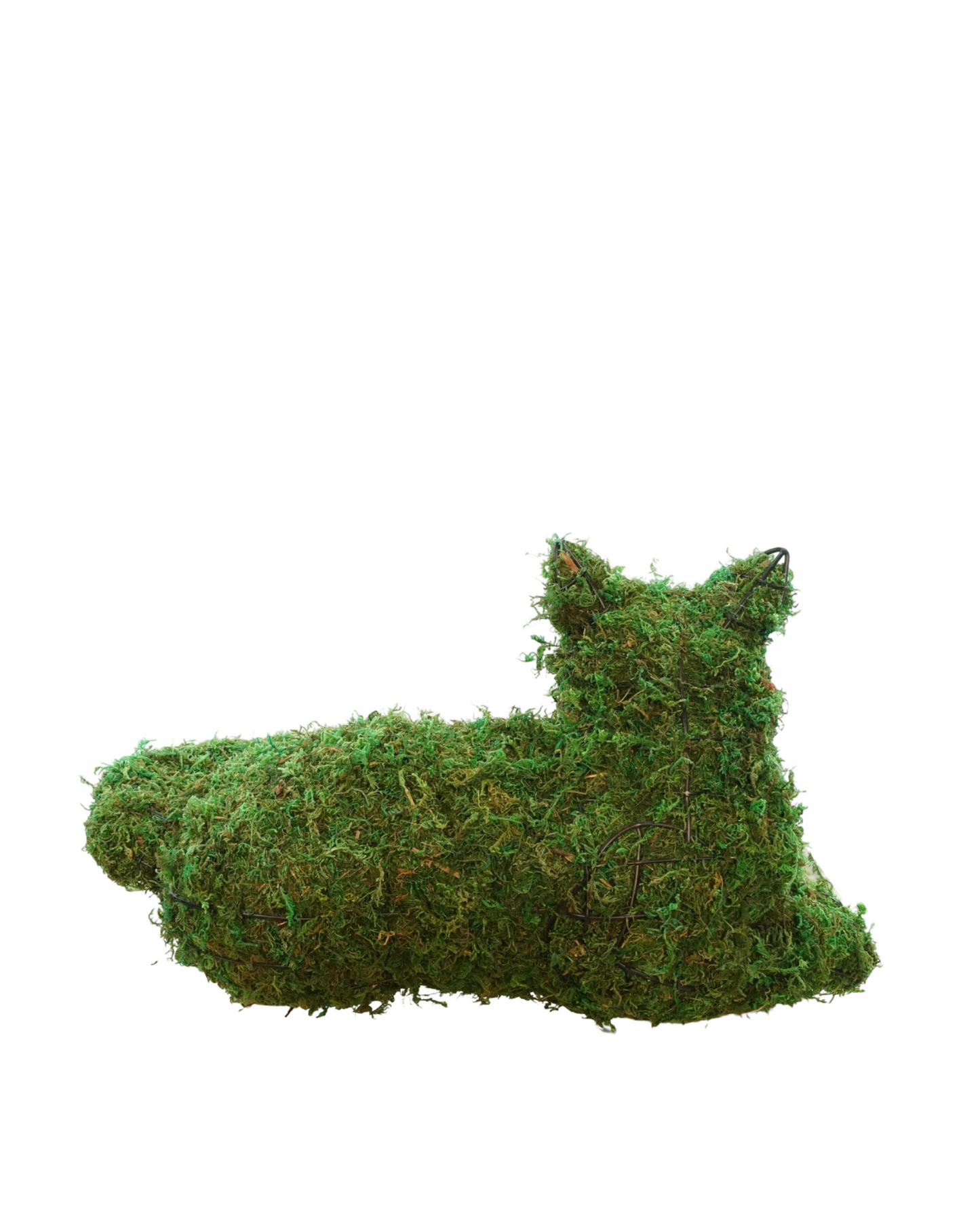 Mossed Cat