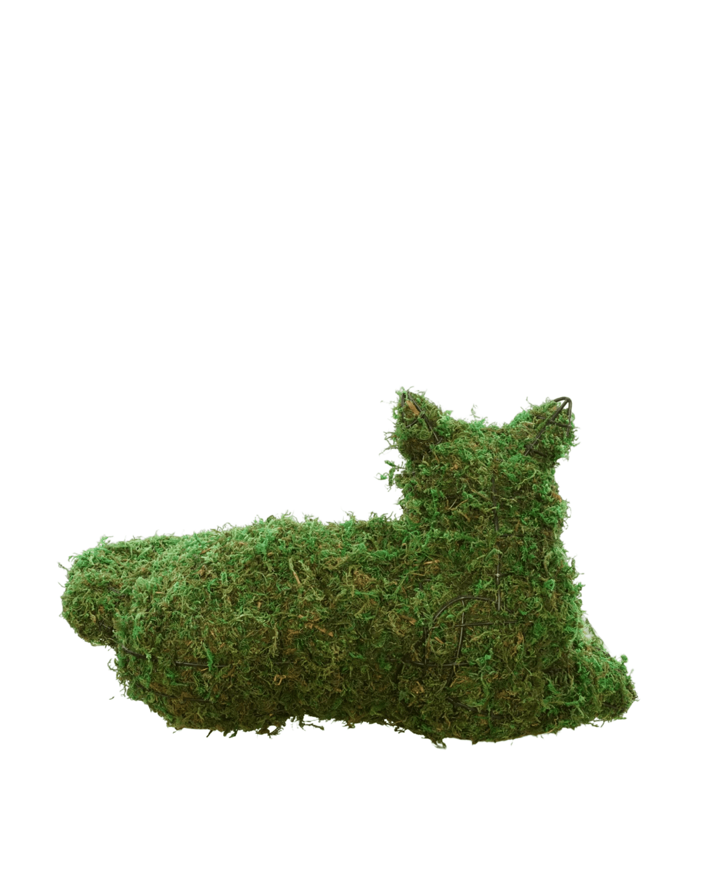 Mossed Cat - The Garden Corner