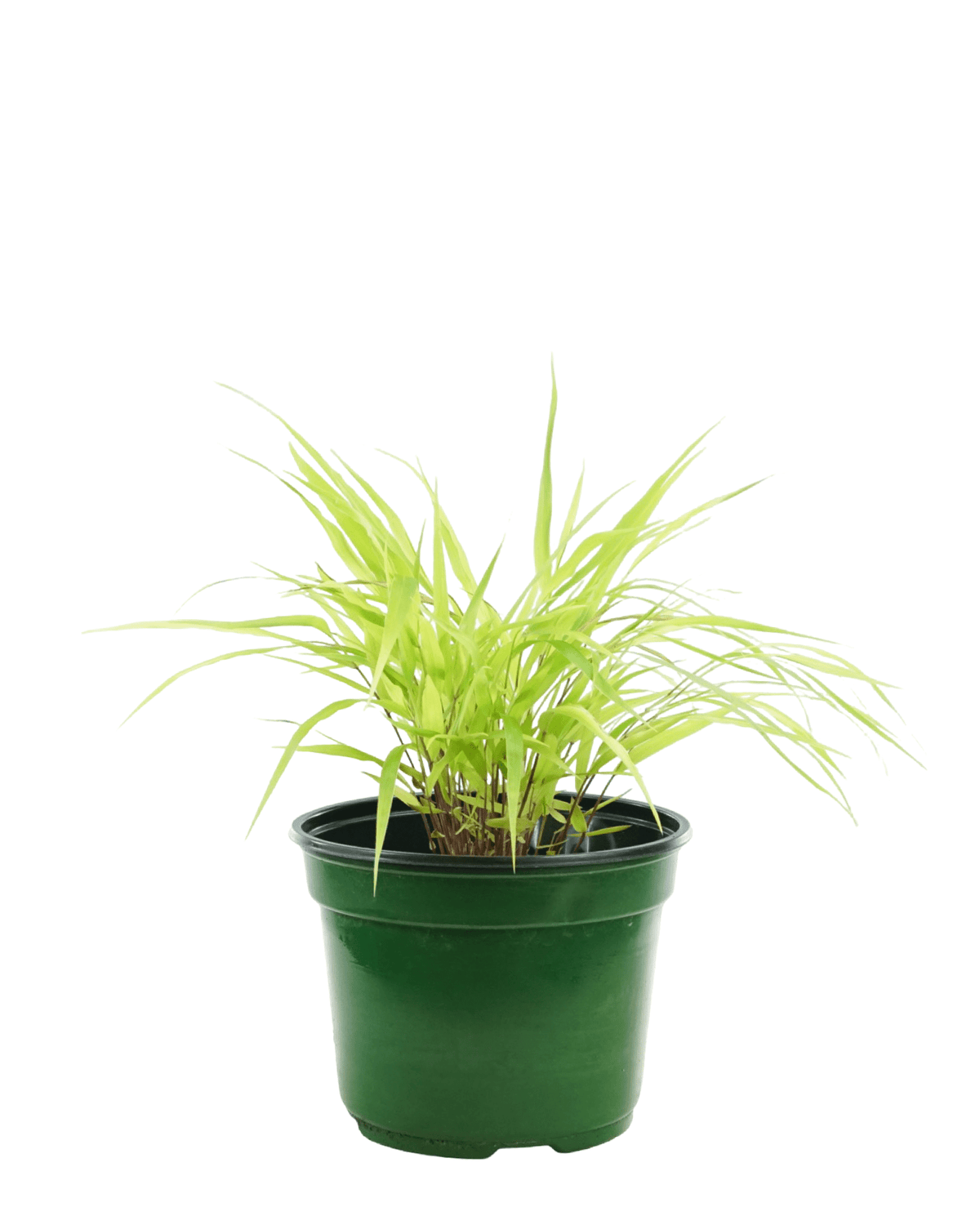 Hakonechloa macra 'All Gold' - Perennials