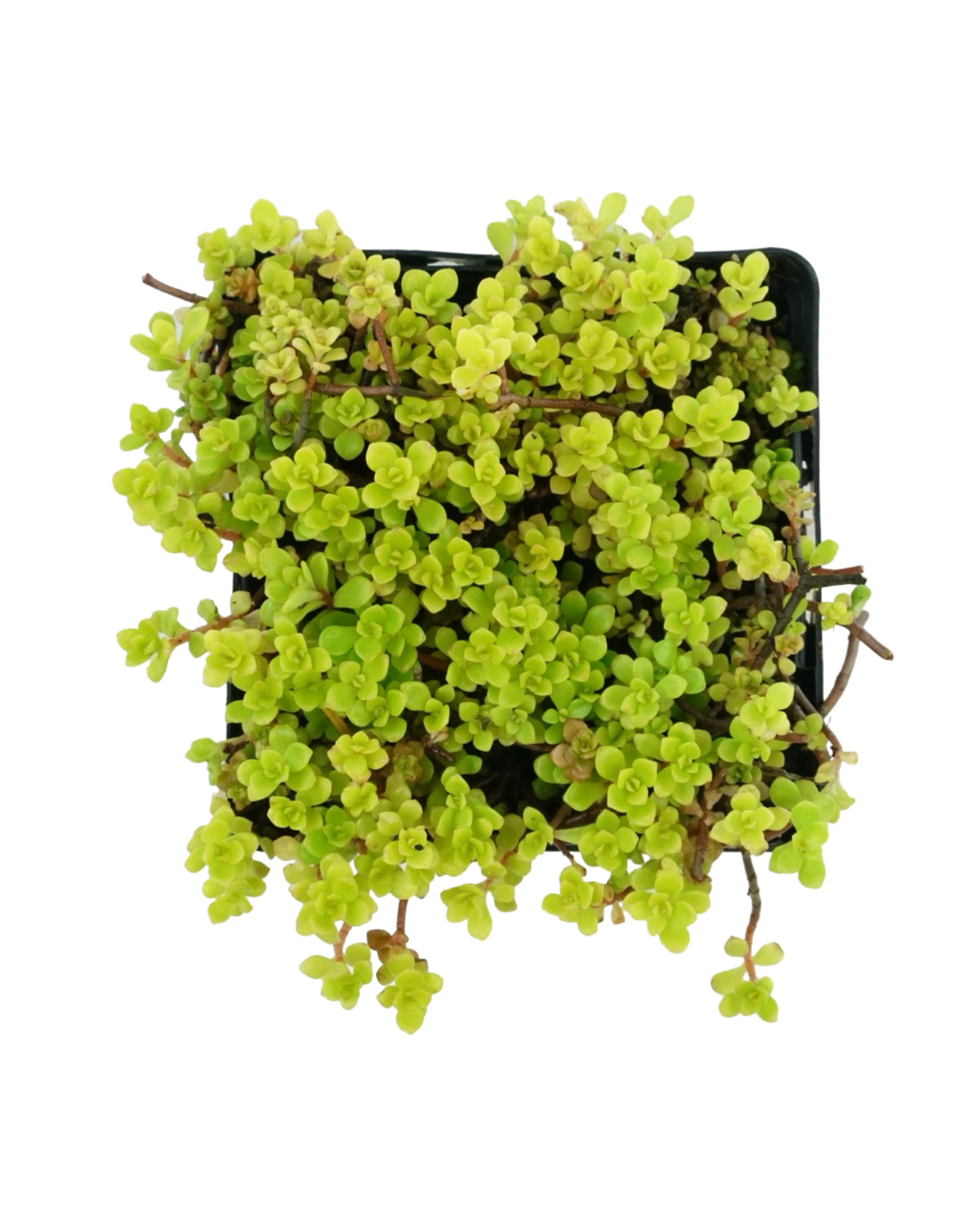 Sedum makinoi 'Ogon'