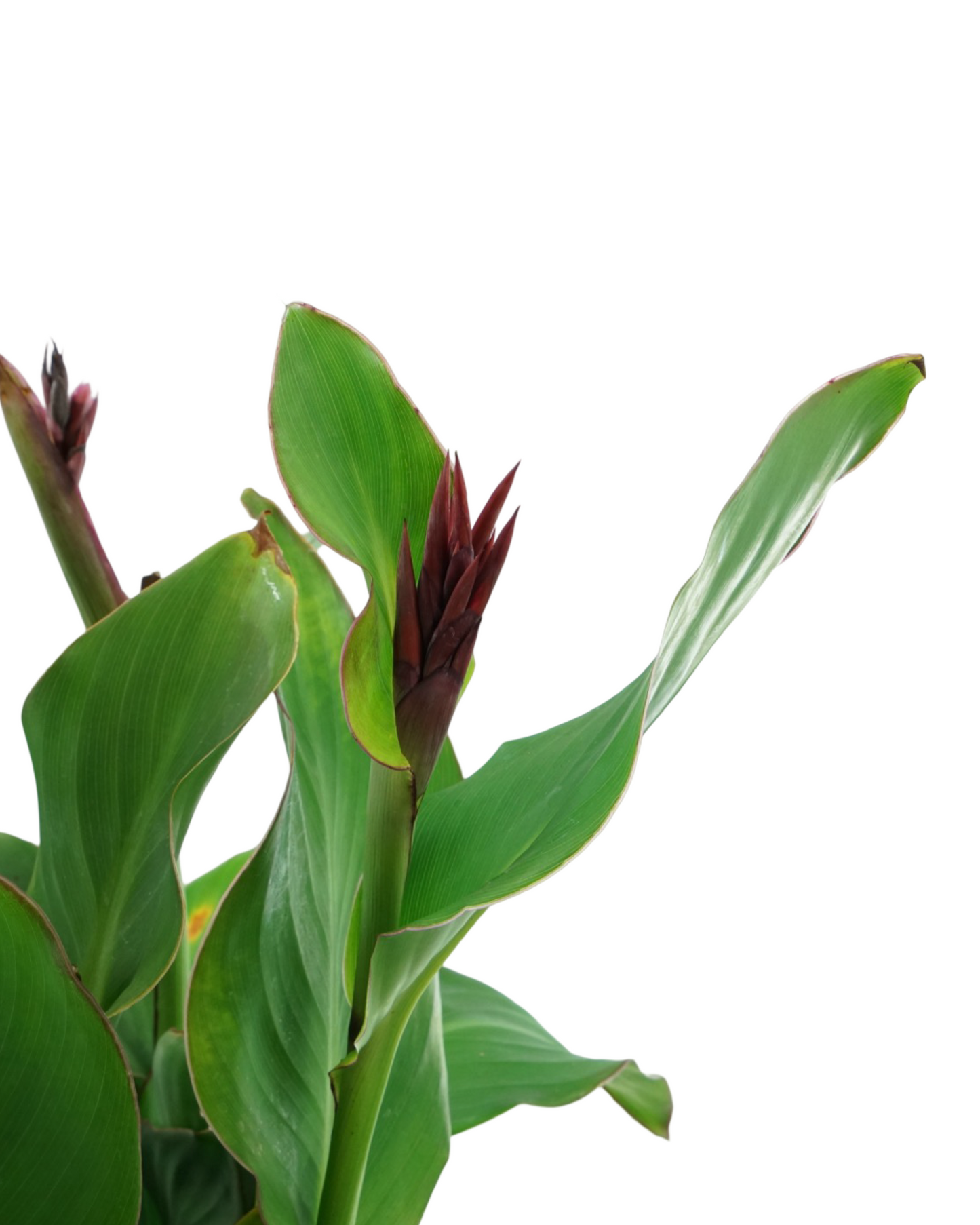 Canna 'Cannova Rose'