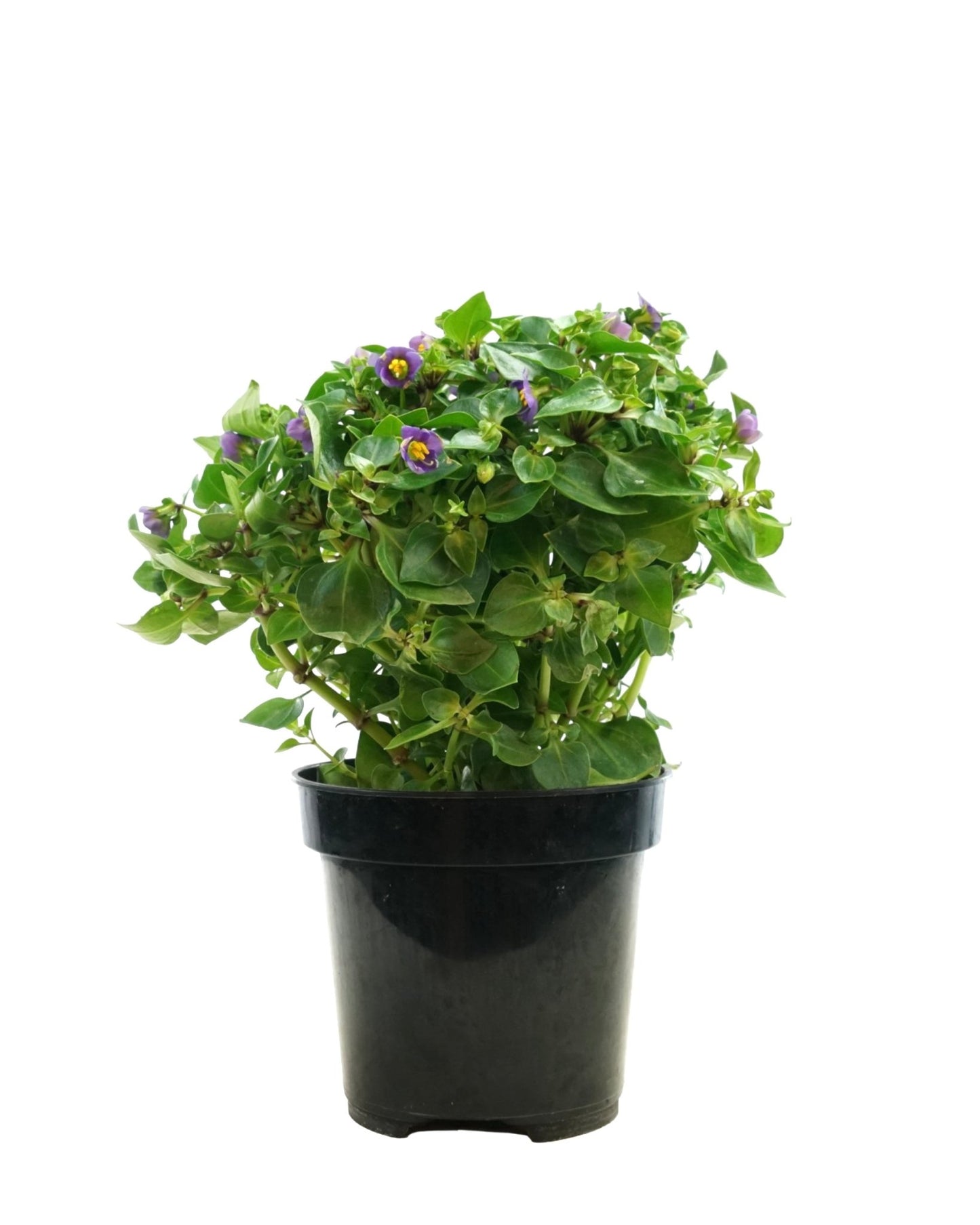 Exacum affine - The Garden Corner