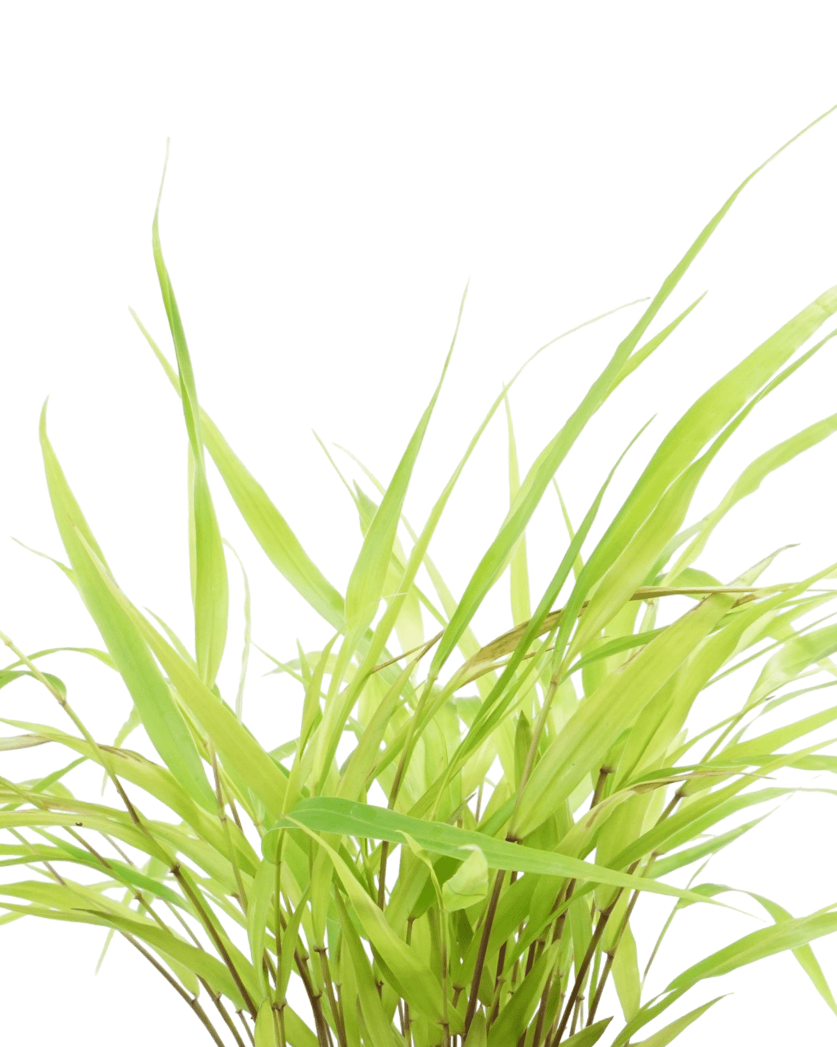 Hakonechloa macra 'All Gold' - Perennials