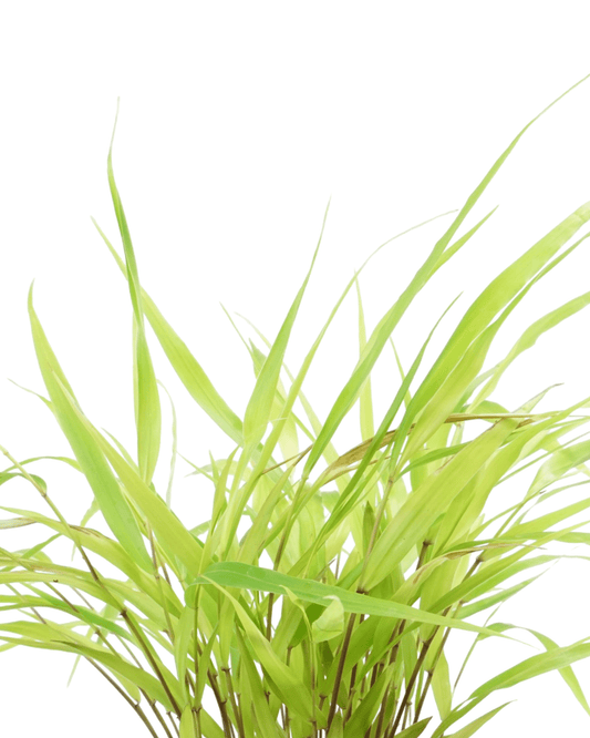 Hakonechloa macra 'All Gold' - The Garden Corner