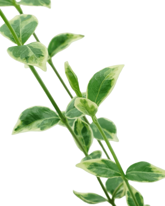 Vinca minor 'Evelyn' - The Garden Corner