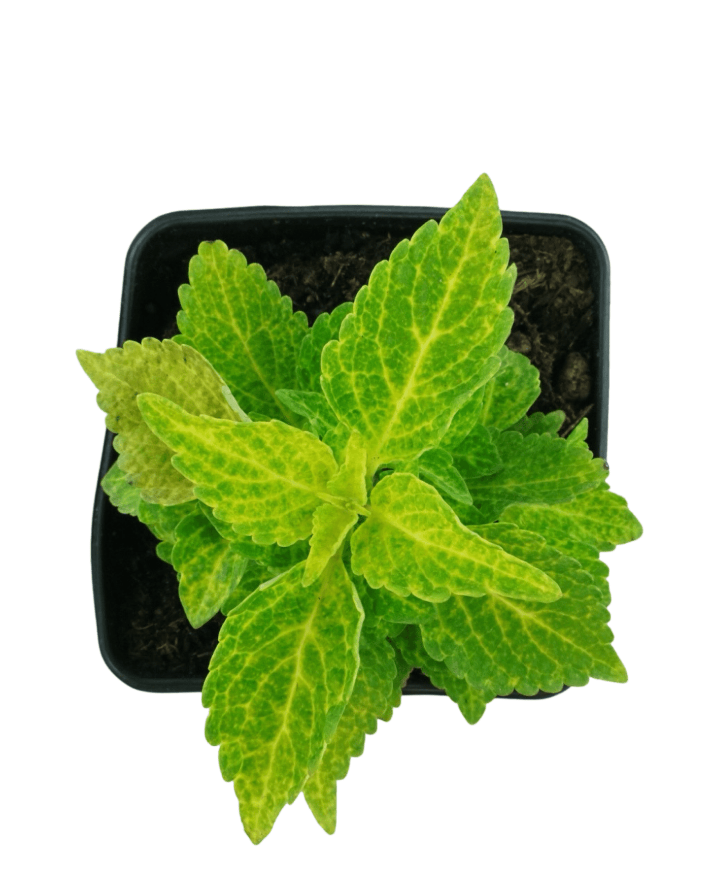 Coleus 'River Walk' 4 Inch - The Garden Corner