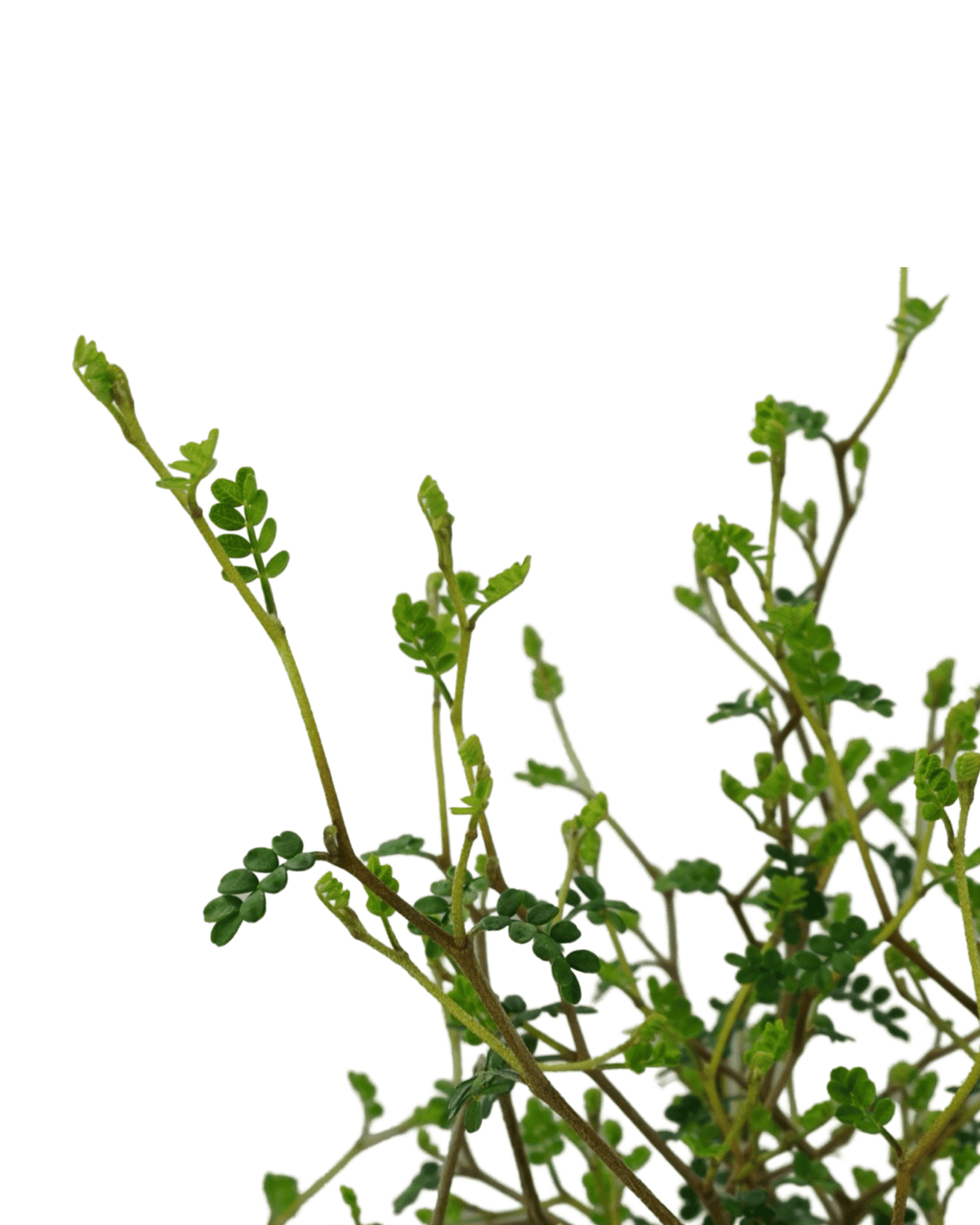 Sophora prostrata 'Little Baby' - Shrubs