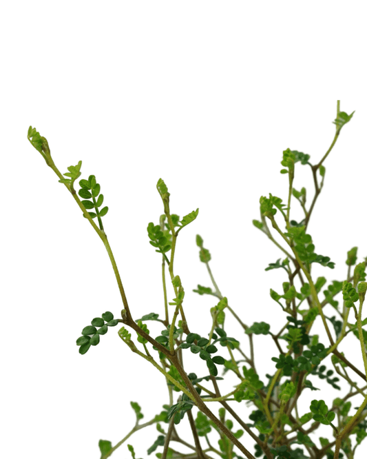 Sophora prostrata 'Little Baby' - The Garden Corner