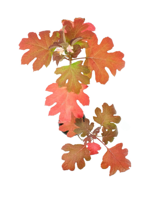 Hydrangea quercifolia 'Queen of Hearts'