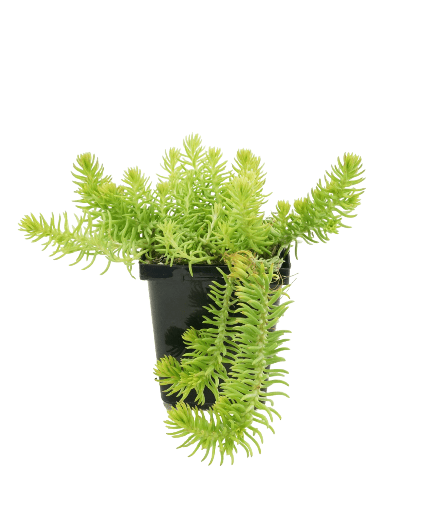 Sedum reflexum 'Angelina' - The Garden Corner