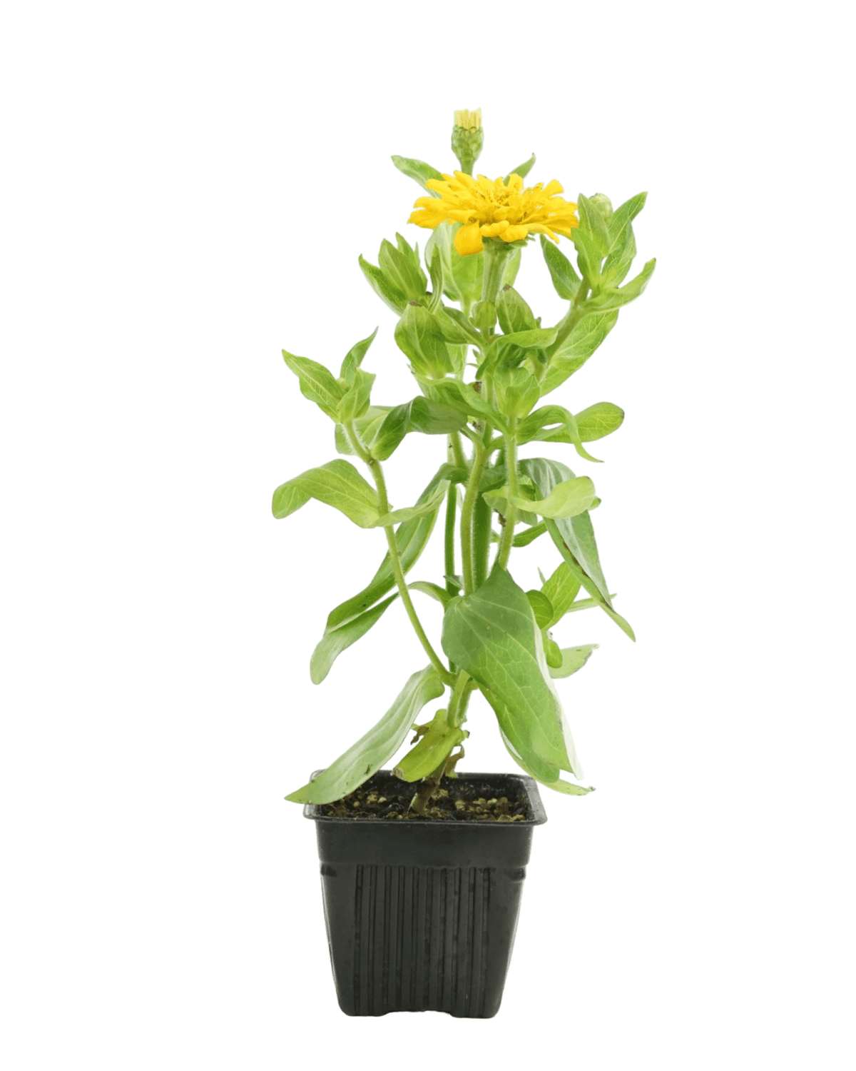 Zinnia Dreamland Mix - Annuals