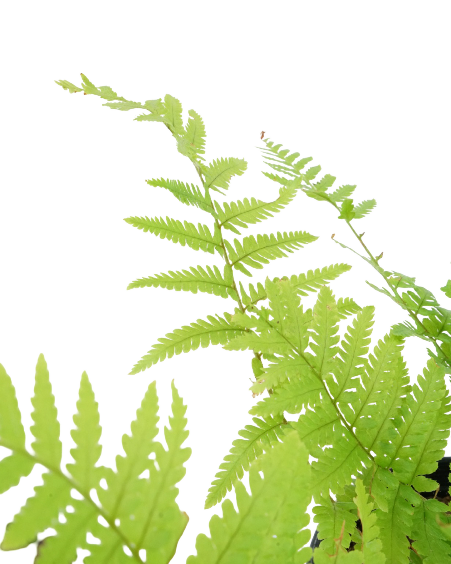 Dryopteris filix-mas 'Male Fern'