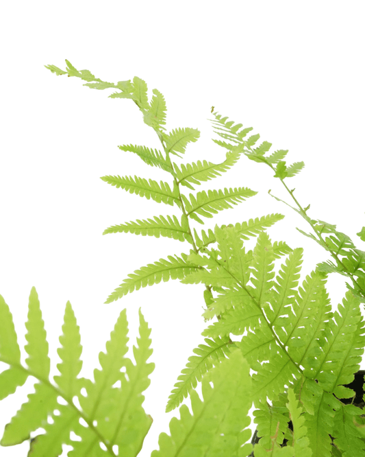 Dryopteris filix - mas 'Male Fern' - The Garden Corner