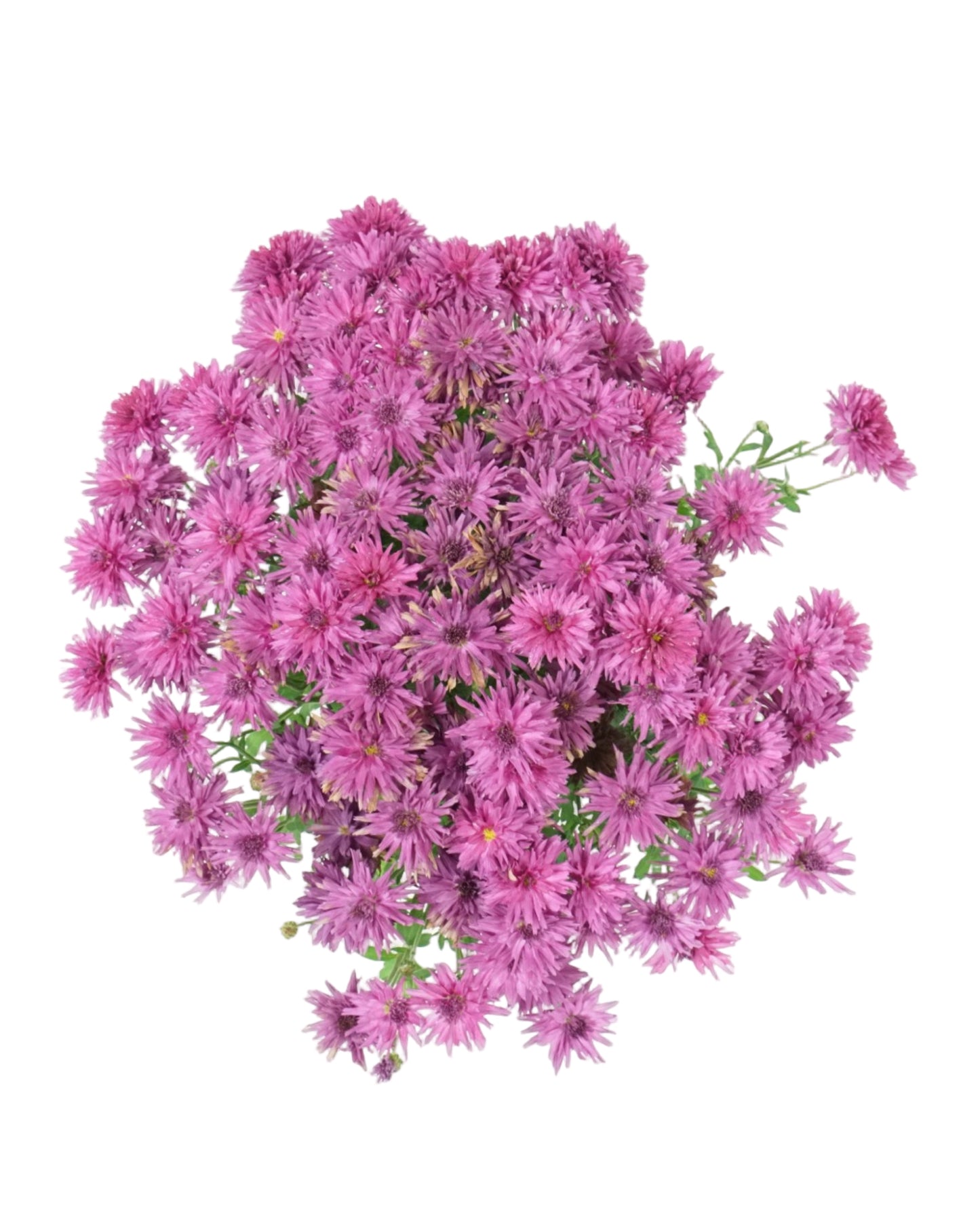 Chrysanthemum 'Arlette Purple'
