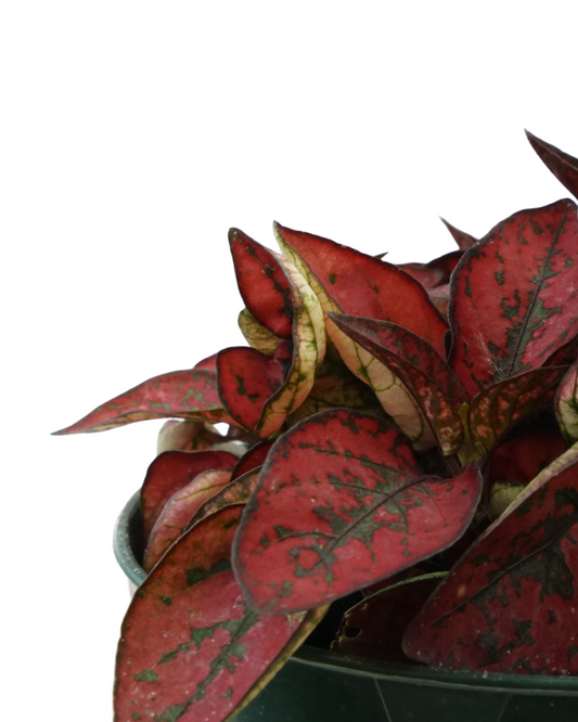 Hypoestes phyllostachya 'Red' - House Plants