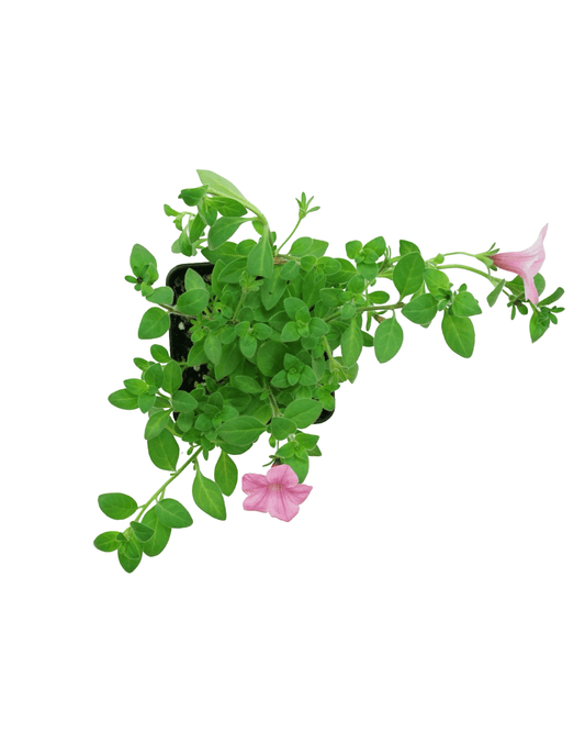Petunia 'Dekko™ Maxx Pink' - The Garden Corner