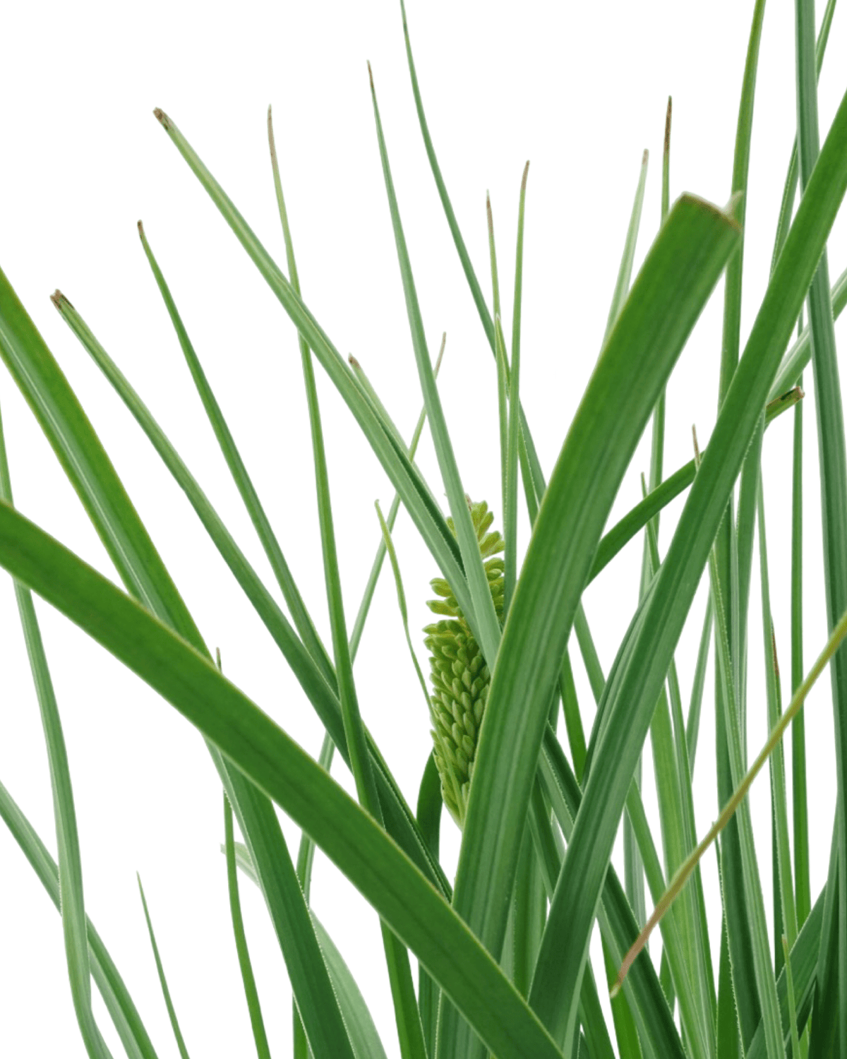 Kniphofia 'Gladness' - Perennials