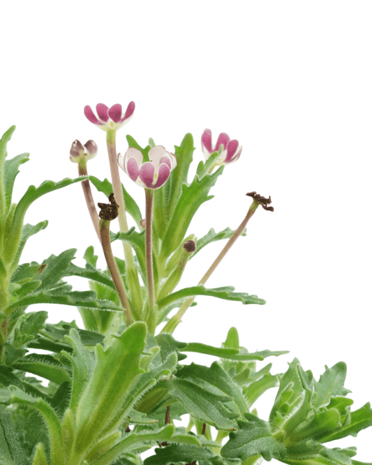 Zaluzianskya ovata - The Garden Corner