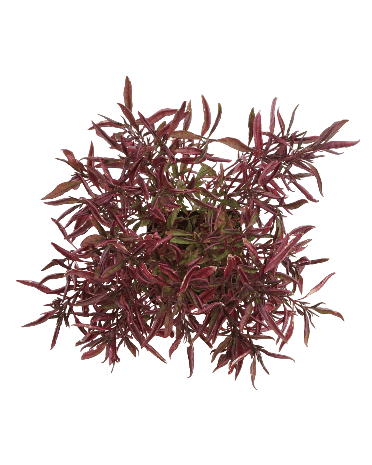 Alternanthera 'Red Threads' - The Garden Corner