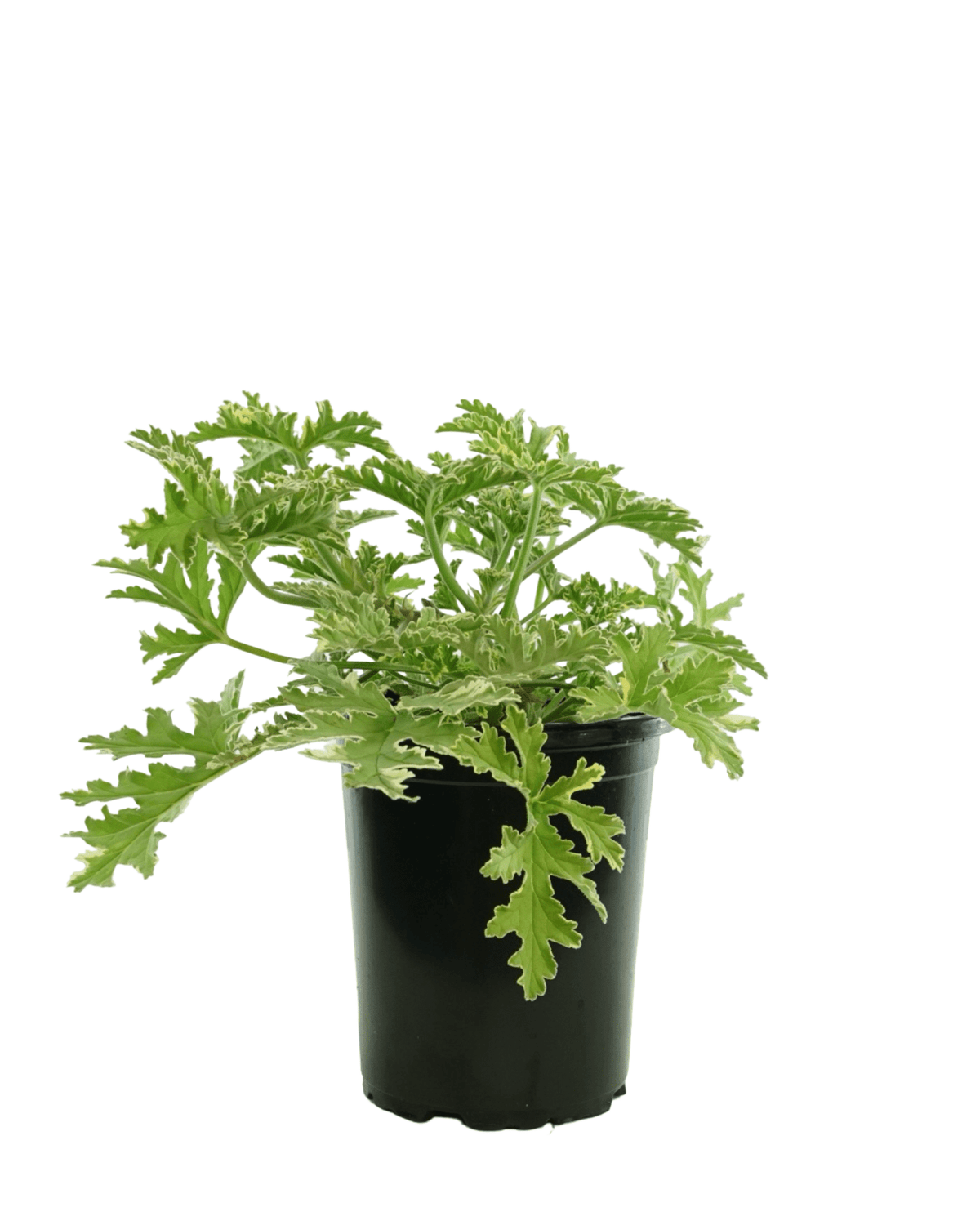 Pelargonium 'Lady Plymouth' - Annuals