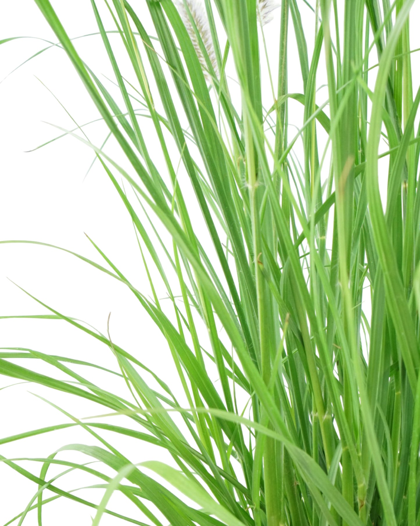 Pennisetum alopecuroides 'Ginger Love'