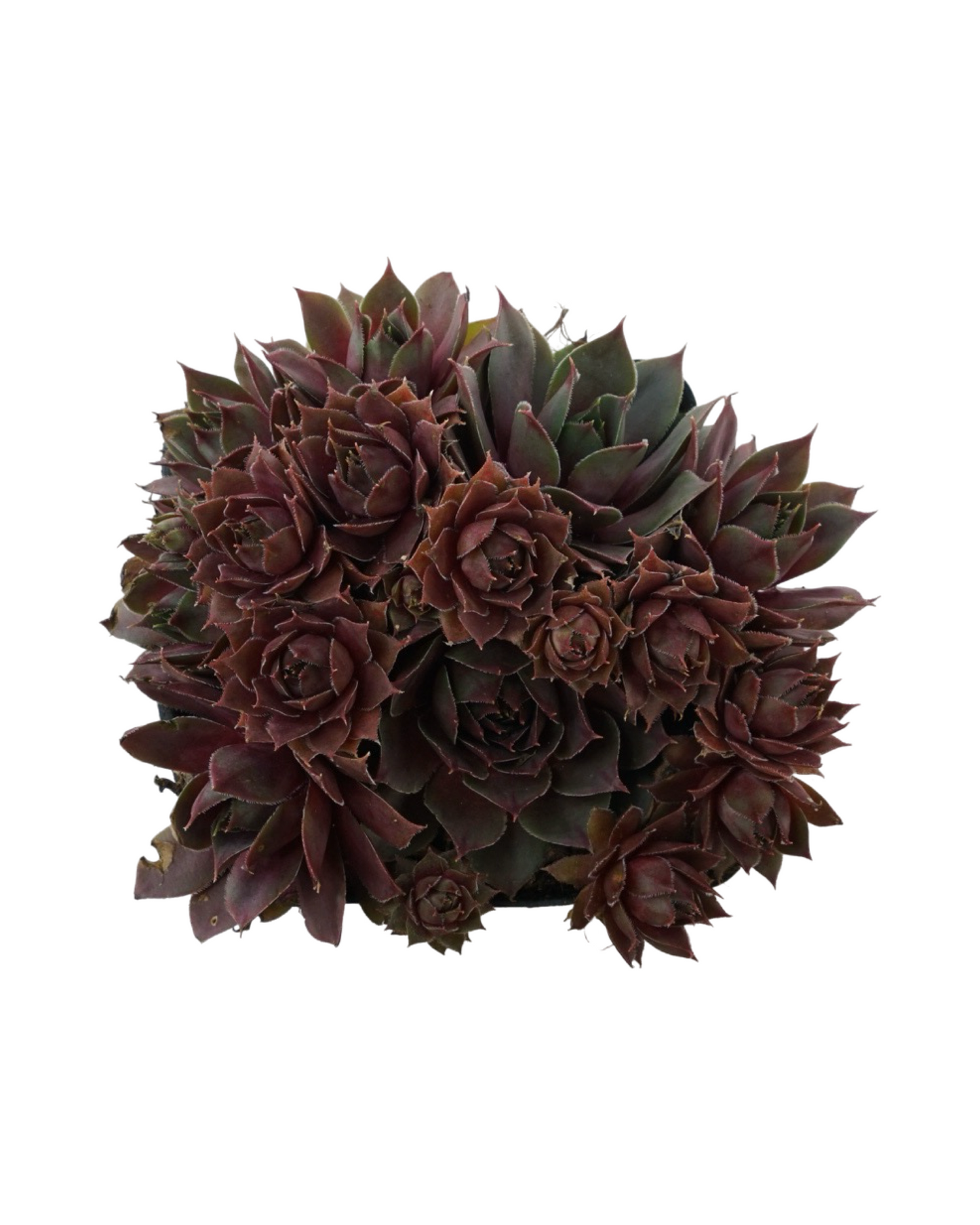 Sempervivum 'Silverine'