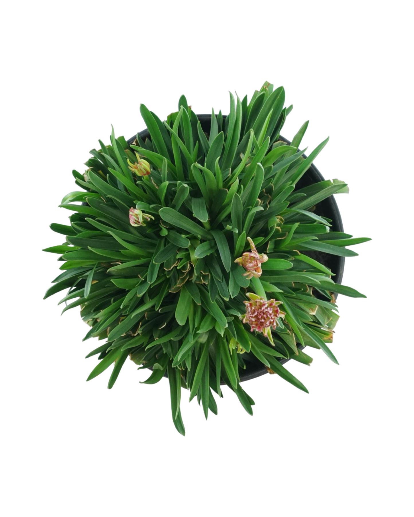 Armeria pseudarmeria 'Hypnotic Dreams'