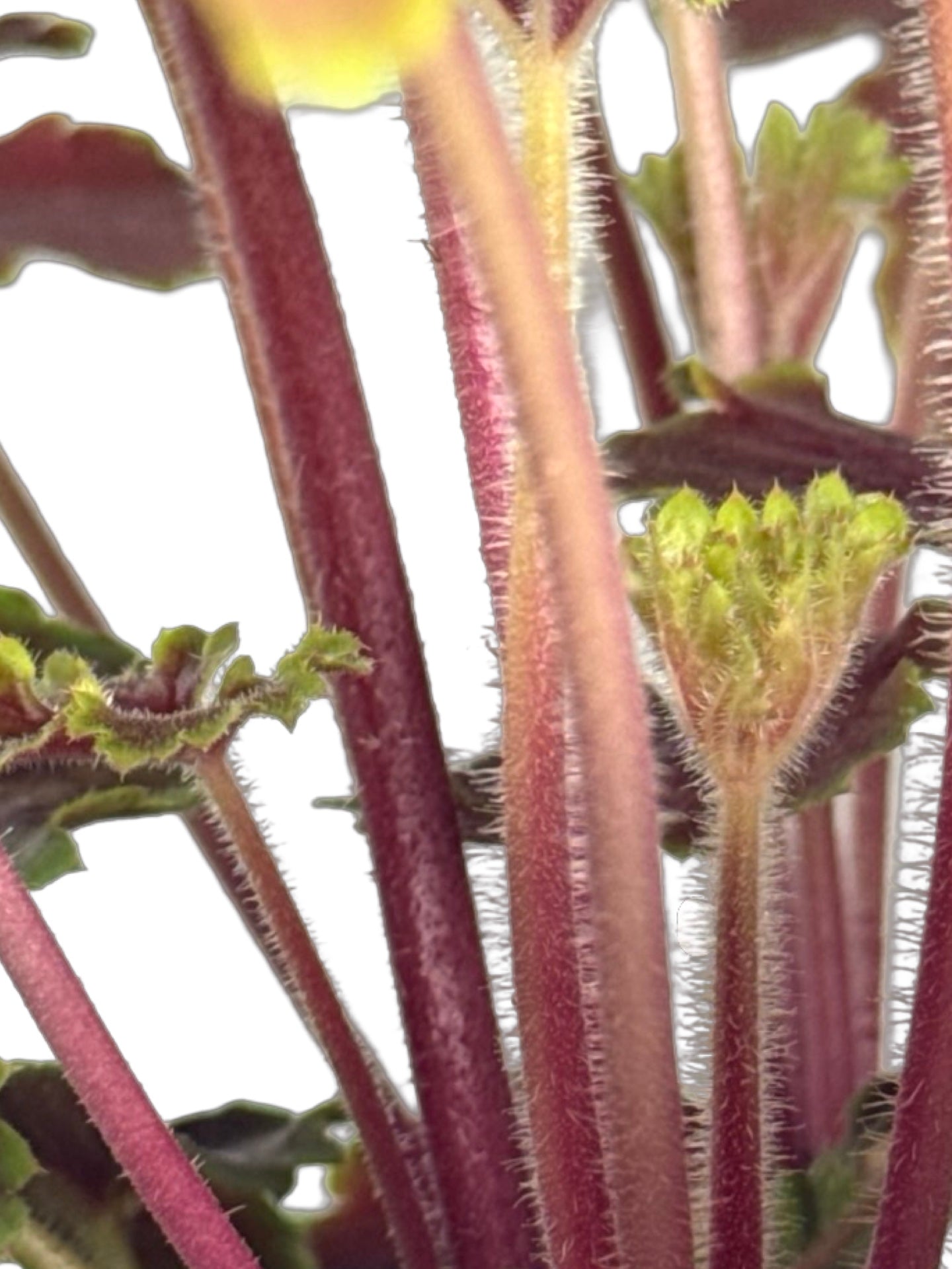 Heuchera 'Delta Dawn' - Perennials