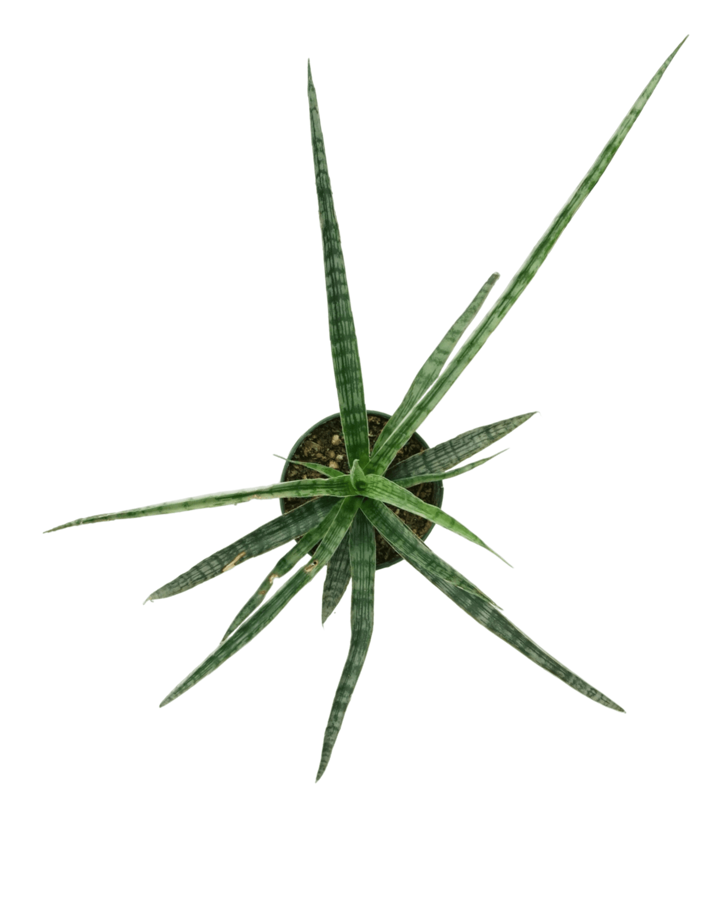 Sansevieria trifasciata 'Silver Steel' - The Garden Corner