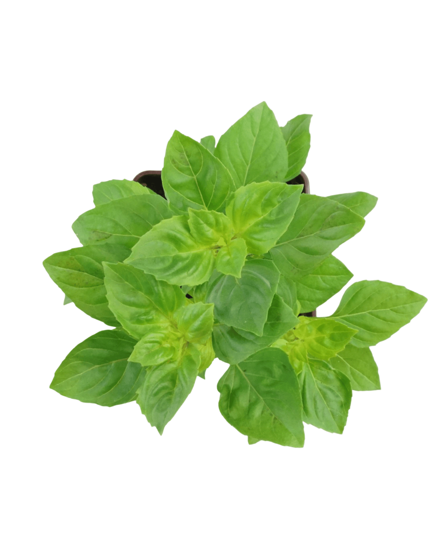 Basil 'Greek Columnar' 4 Inch - The Garden Corner