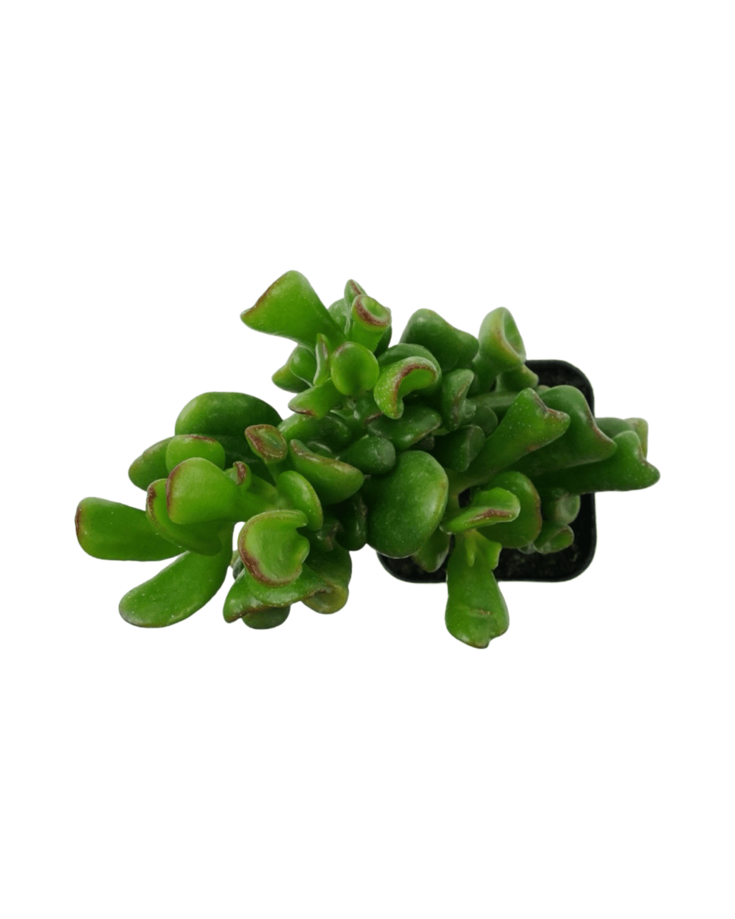 Crassula ovata ‘Gollum’ - The Garden Corner