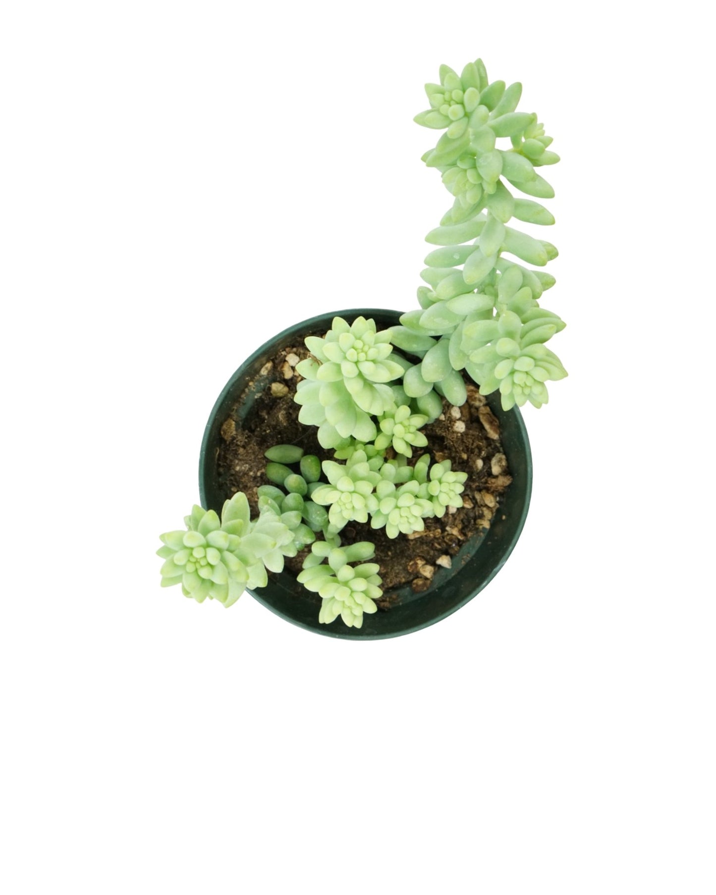 Sedum Morganianum - The Garden Corner