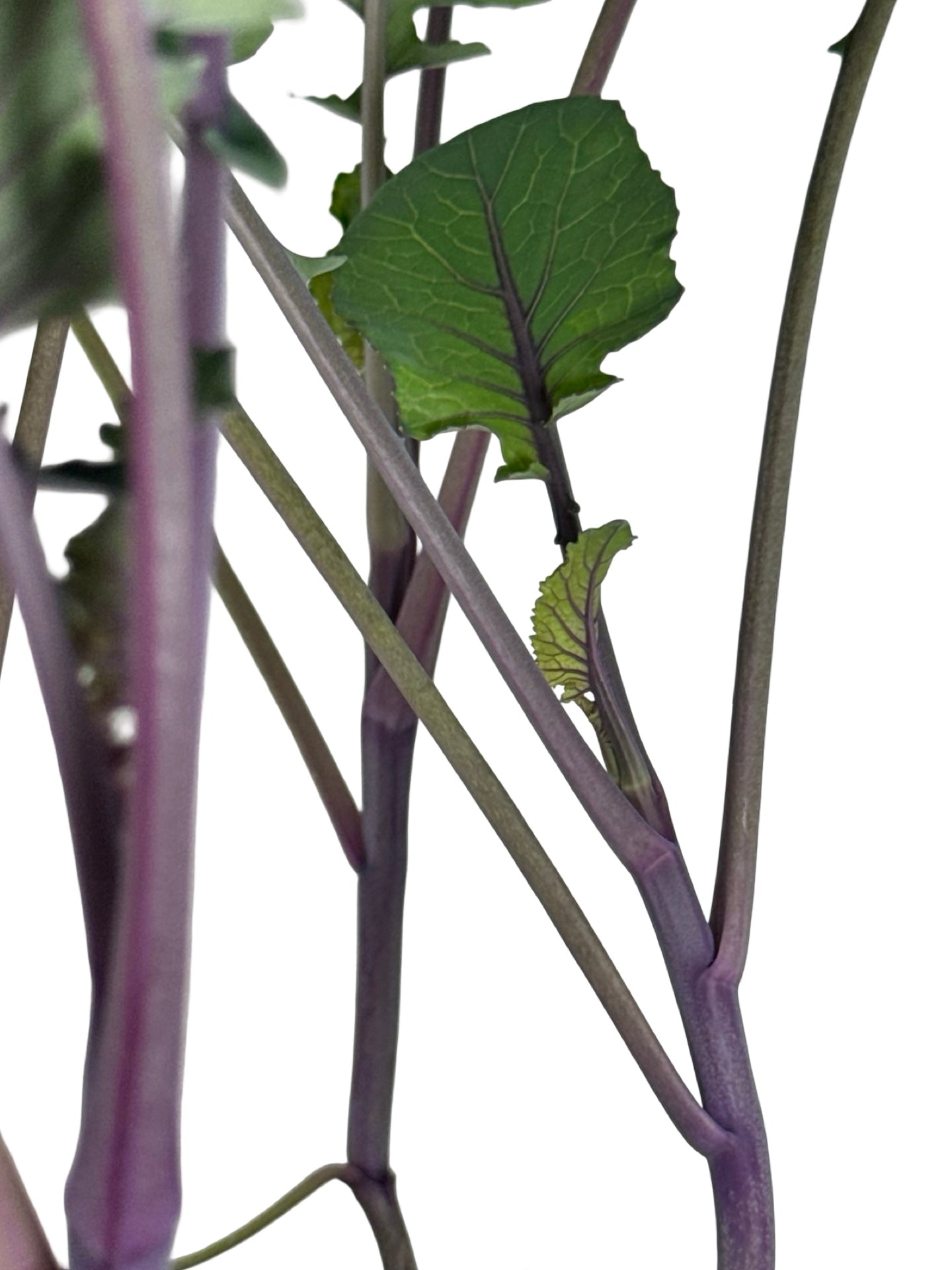 Broccoli 'Purple Magic' - Herbs and Vegetables