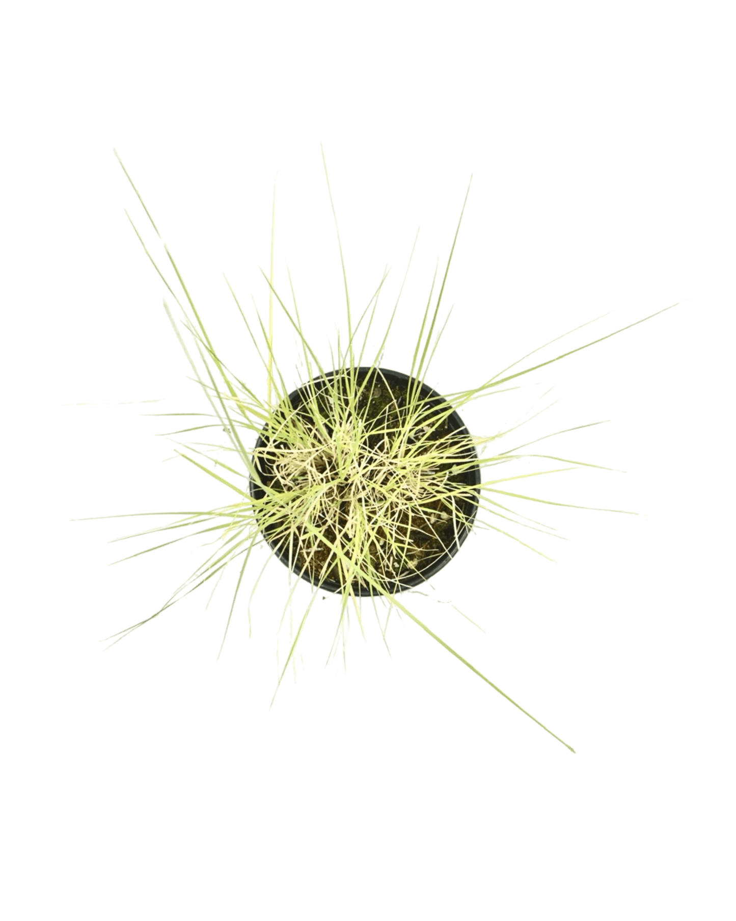 Bouteloua gracilis 'Blonde Ambition' - The Garden Corner