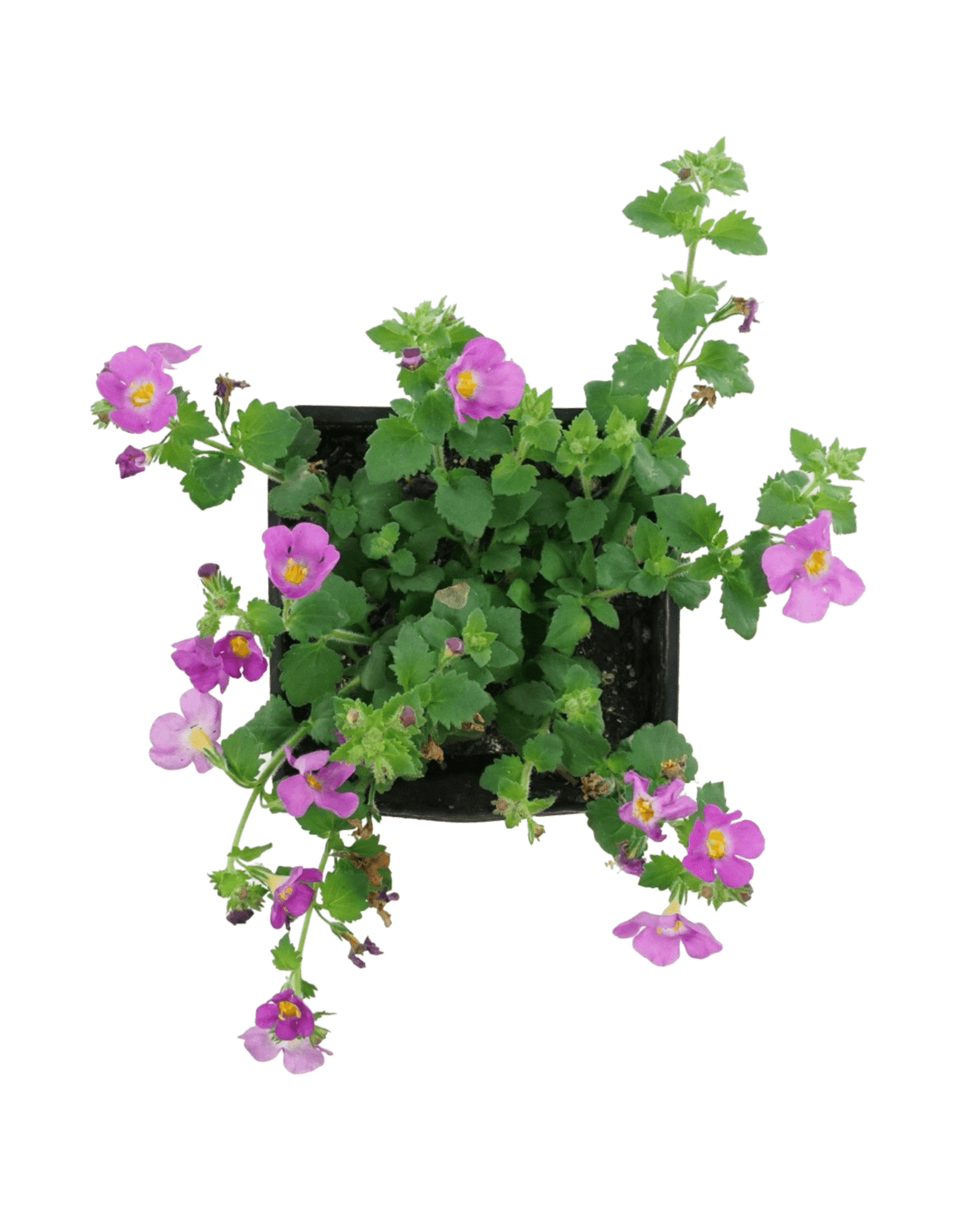 Bacopa 'Megacopa Pink' - The Garden Corner