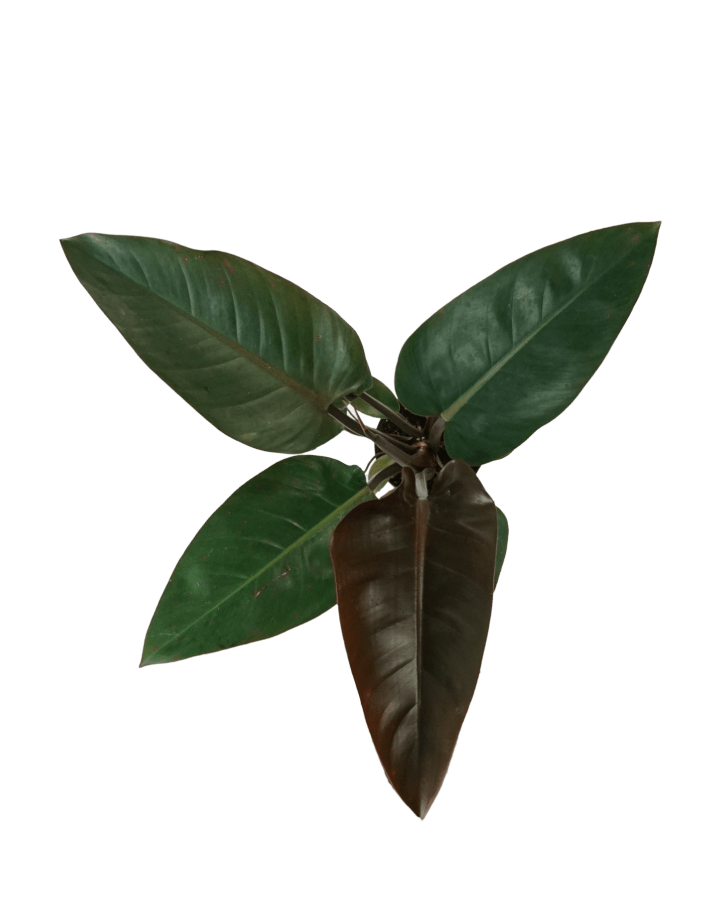 Philodendron 'Rojo Congo' - The Garden Corner